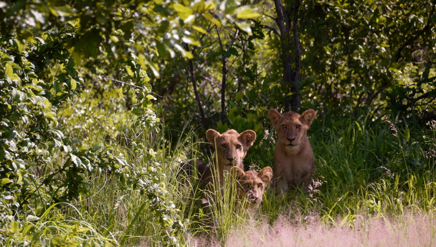 Löwenkinder in der Ruaha