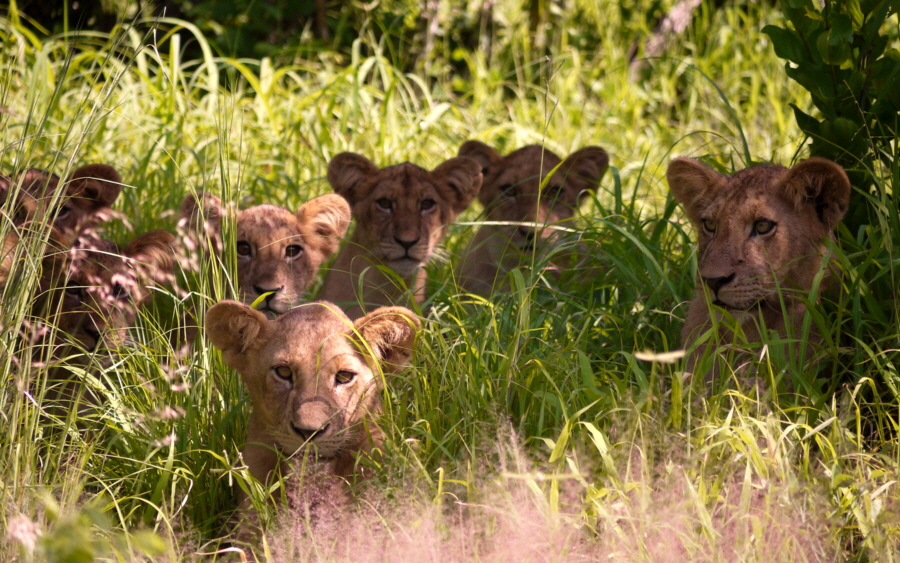 Lwen Ruaha 