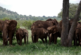 Safari-tarangire-tansania-400_0005