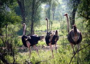 Safari in Tarangire und Serengeti Tansania 