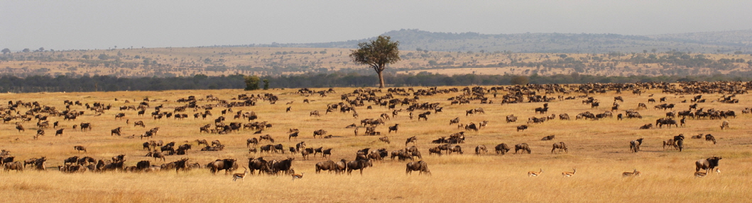 Serengeti migration Tansania safaris