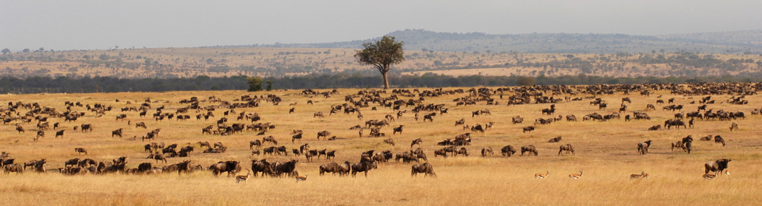 Serengeti migration wide Kopie Serengeti migration wide Kopie