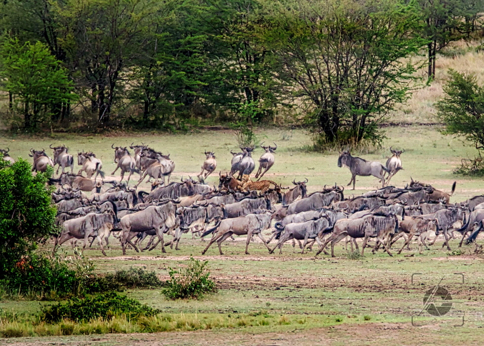 Lamai:  Gnuherde mit Gepard auf der Jagd Bild unser Gast DR. Andreas Lienemann