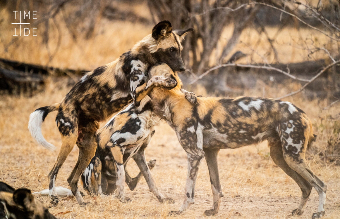 South Luangwa Wildhunde Lycaon pictus