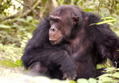 Mahale Nationalpark Schimpansen Tracking