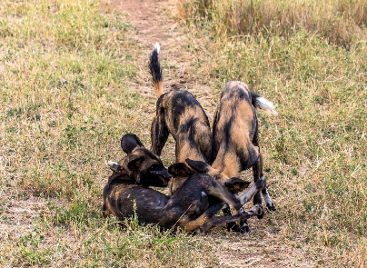 Afrikanische Wildhunde in Kenia