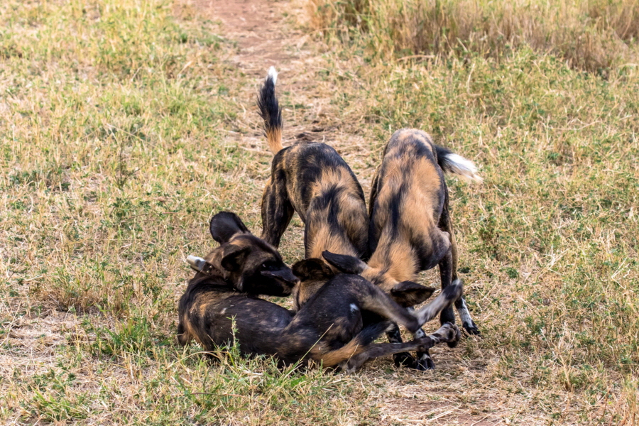 Loisaba  Kenia Wildhunde