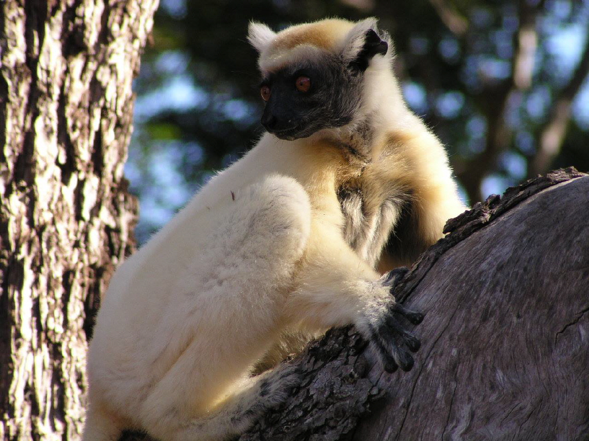 Kirindy Madagaskar Akiba Lodge