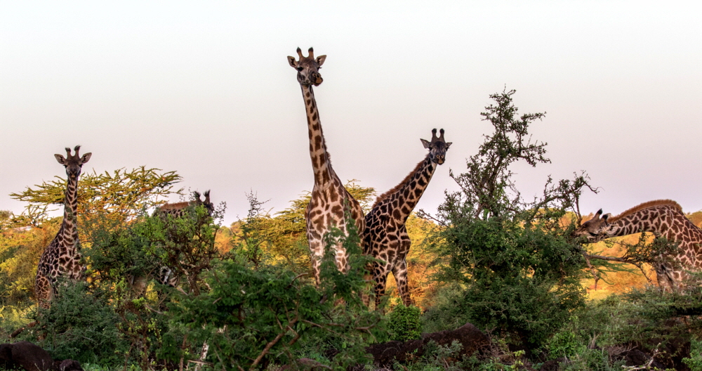 Giraffen in Amboseli