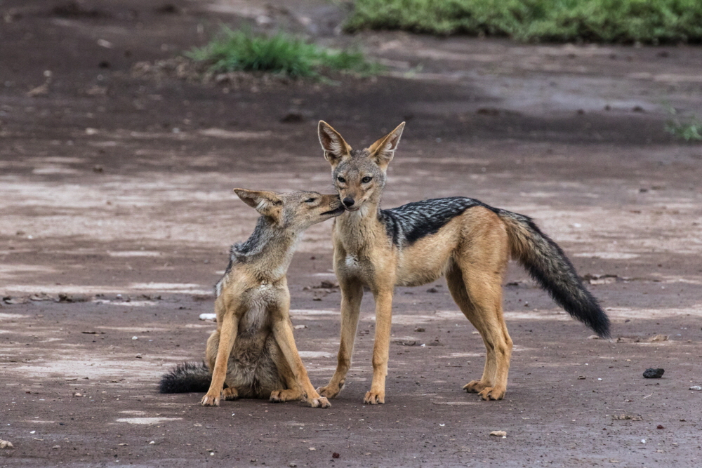 Schakale in Amboseli