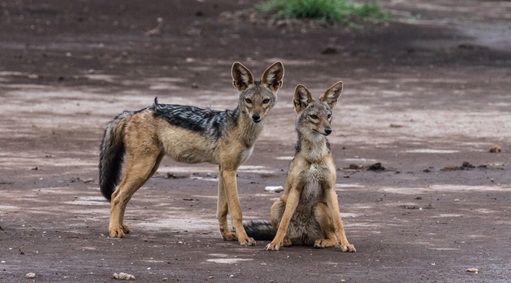 Amboseli Schakale