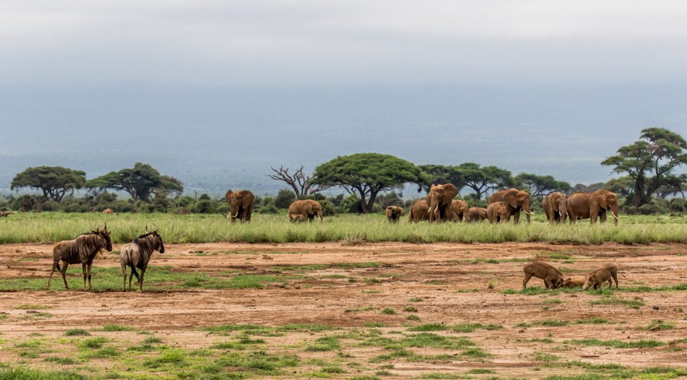 Im Amboseli 