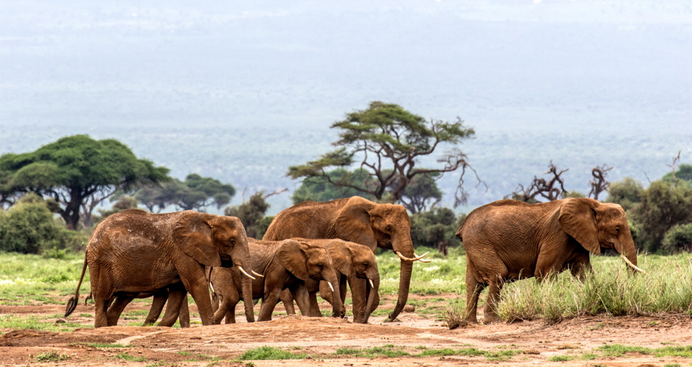 Elefanten Amboseli