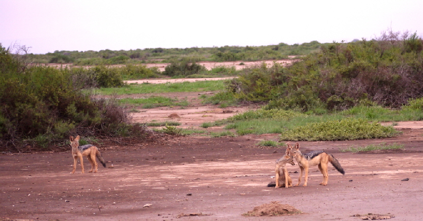 amboseli_0010
