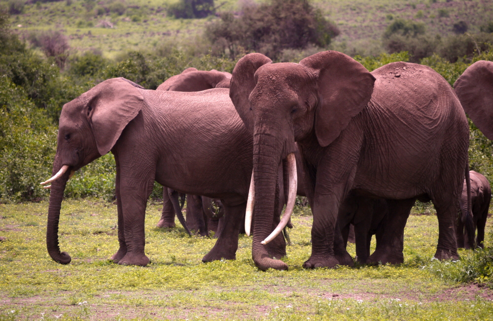 Amboseli Elefanten