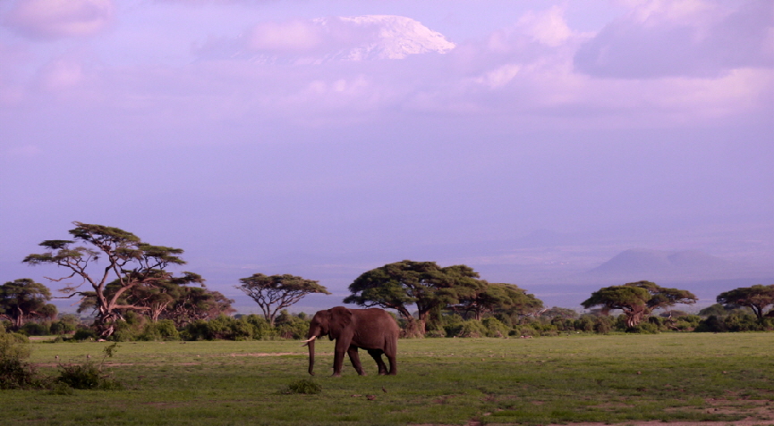 amboseli-Elefanten 
