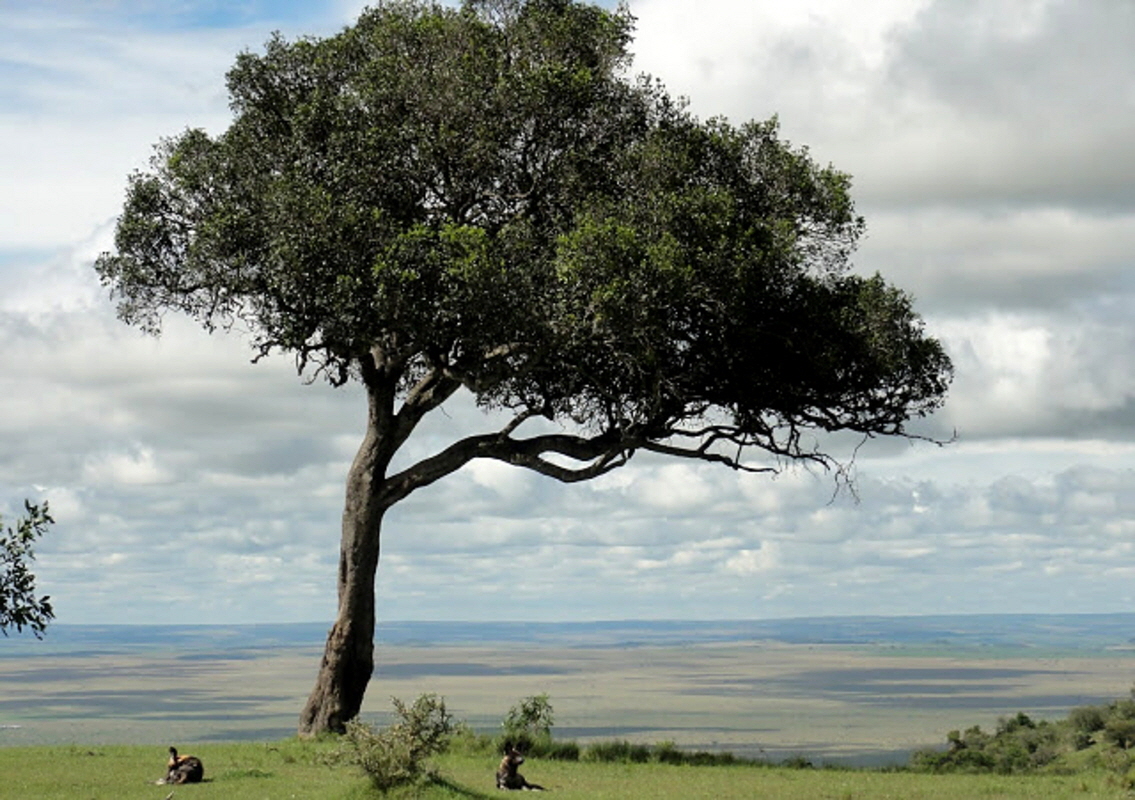 Angama Mara -Masai Mara