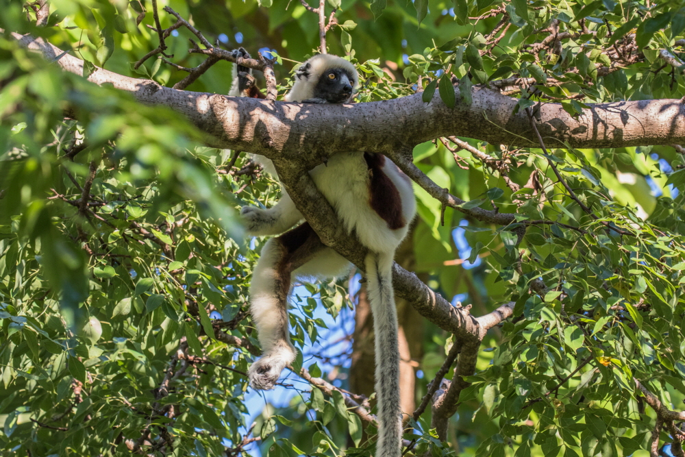 Coquerells Sifaka Anjajavy