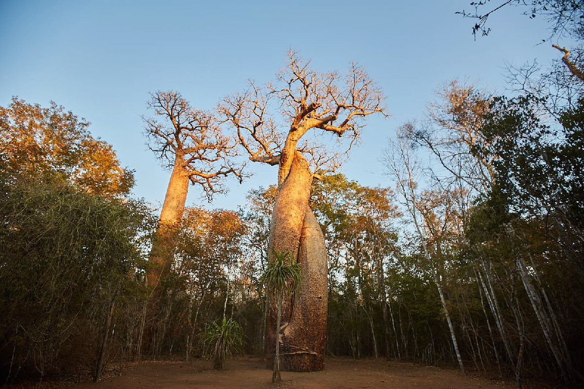 Kirindy Madagaskar Akiba Lodge