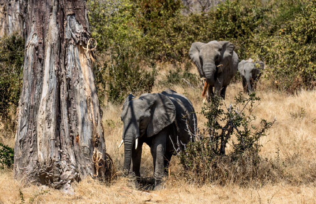 baobab-elefanten