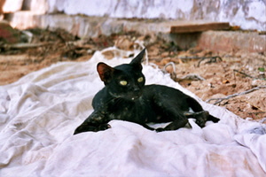Lamus Katzen