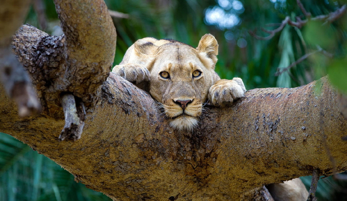 Busanga plains  Lwe