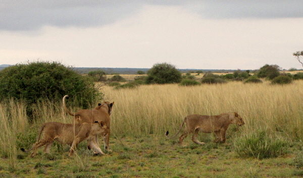 Campi ya Kanzi Kenia