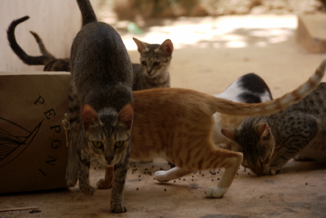 KATZEN LAMU