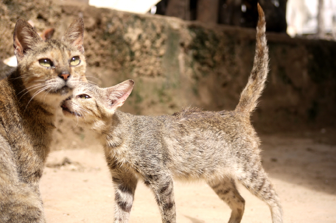 Insel Lamu Katzen 