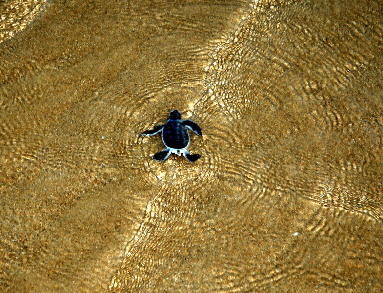 Lamu junge Schildkroete