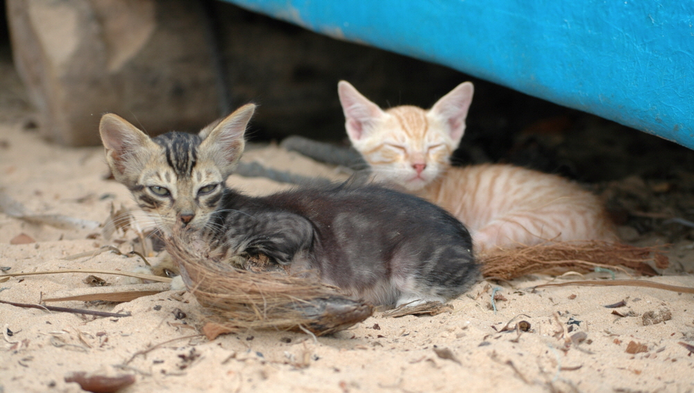 Katzen im Hafen