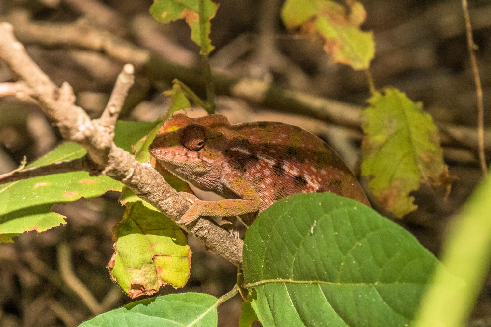 Chamleon Madagaskar