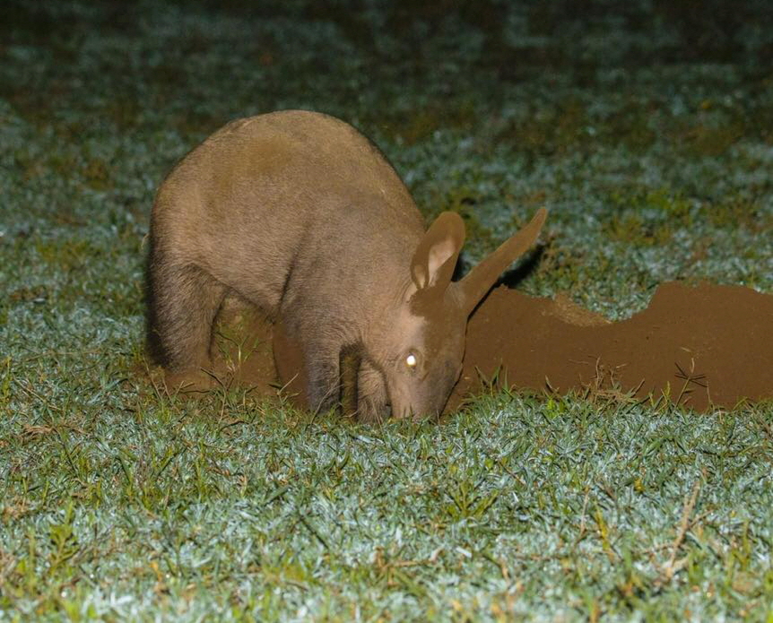Erdferkel
