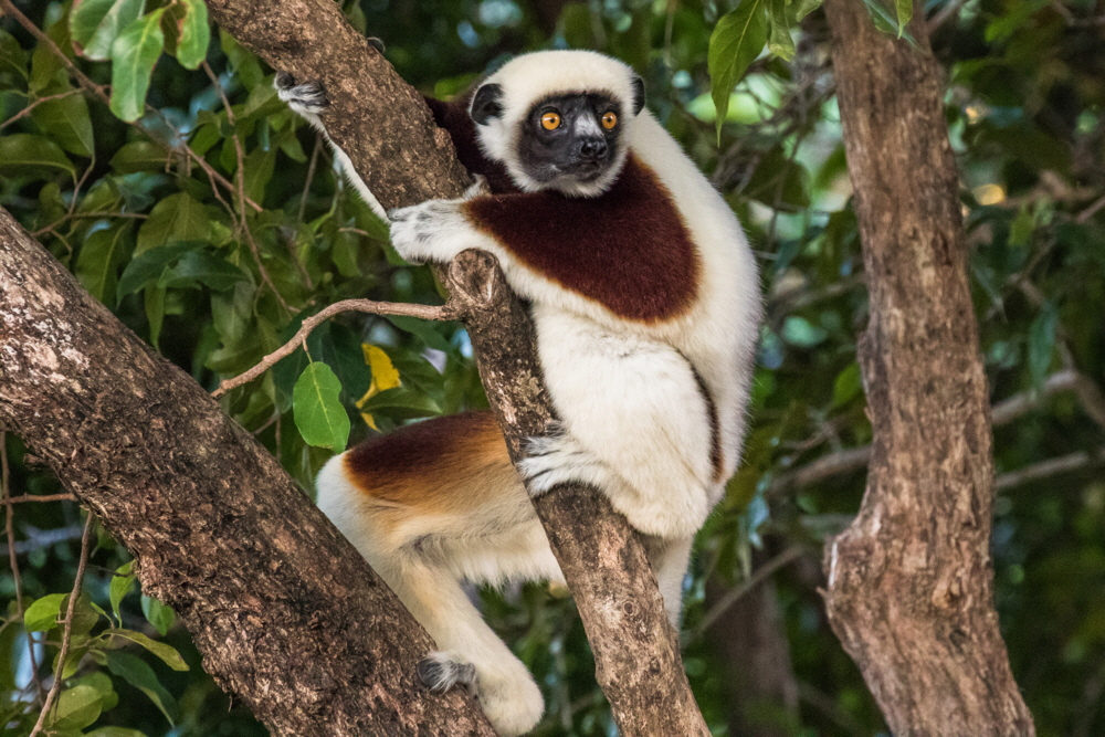 Sifaka Coquerell