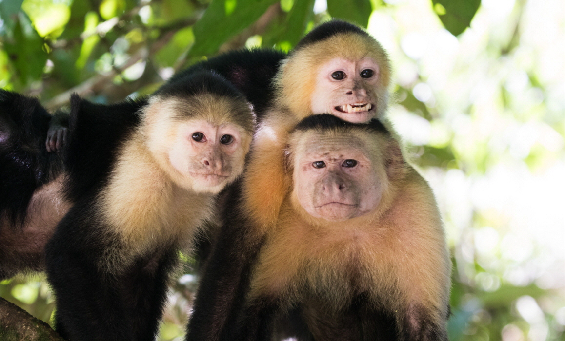 Kapuziner Affen Costa RIca REISEN 