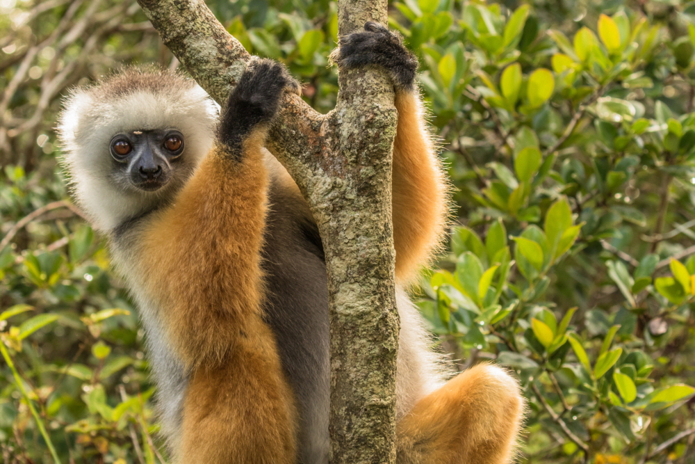 Diadem Sifaka