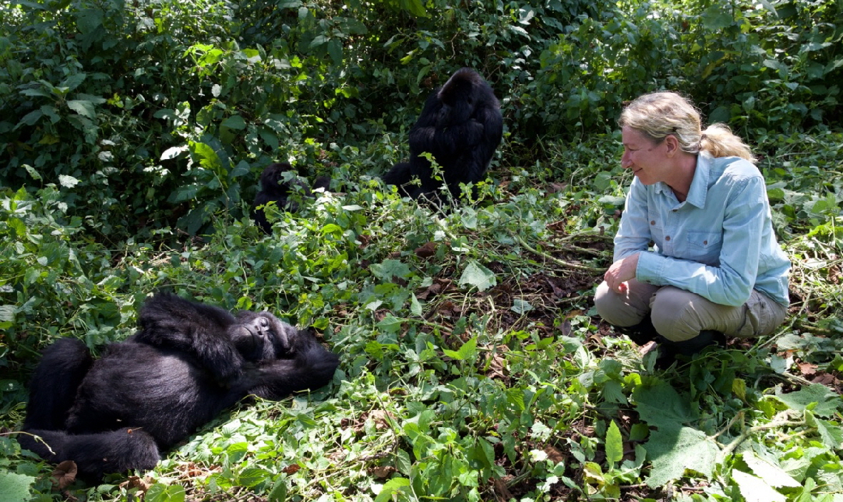 Gorilla Trecking