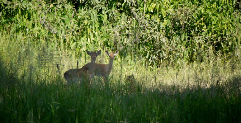  Mwagusi Safaricamp Ruaha in Tansania