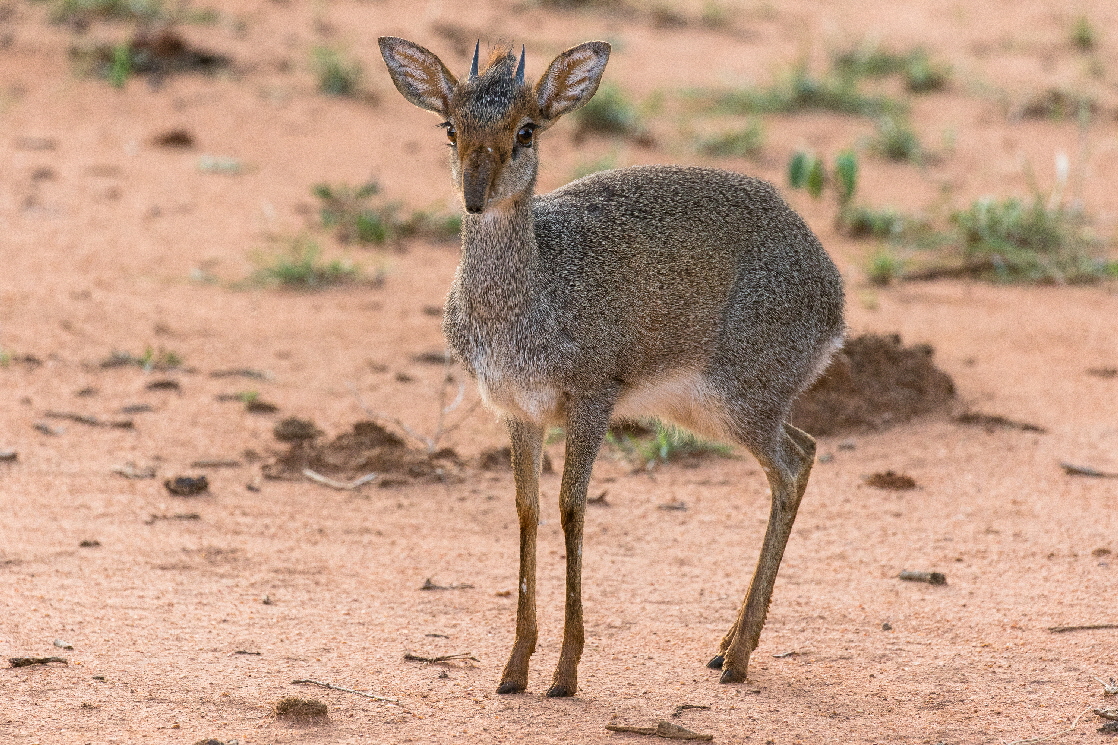 Dik Dik Antilope