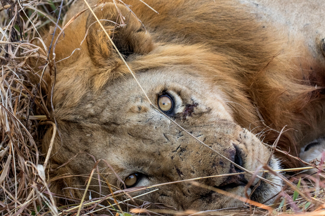 Lwe in der Ruaha 