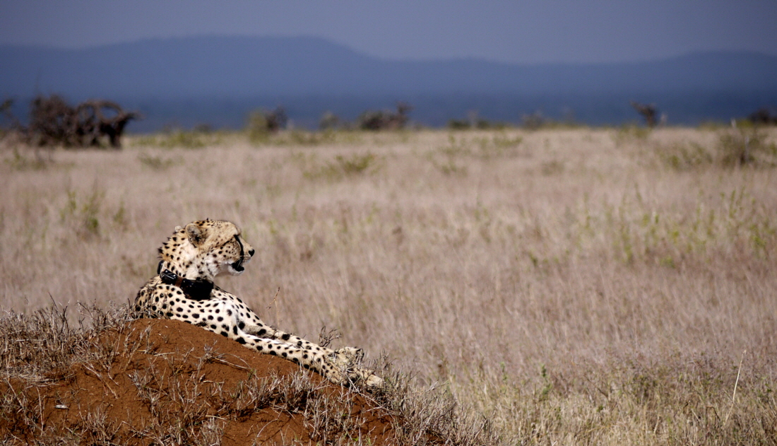 Gepard