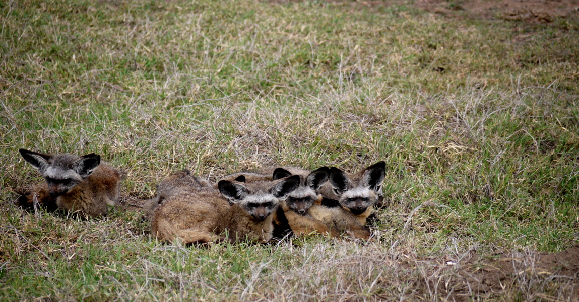 Bat eared foxes