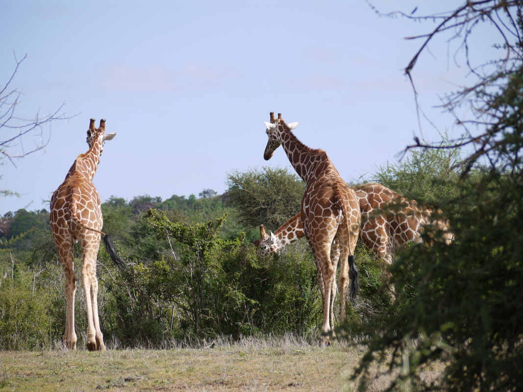 Il Ngwesi Lodge Kenia 