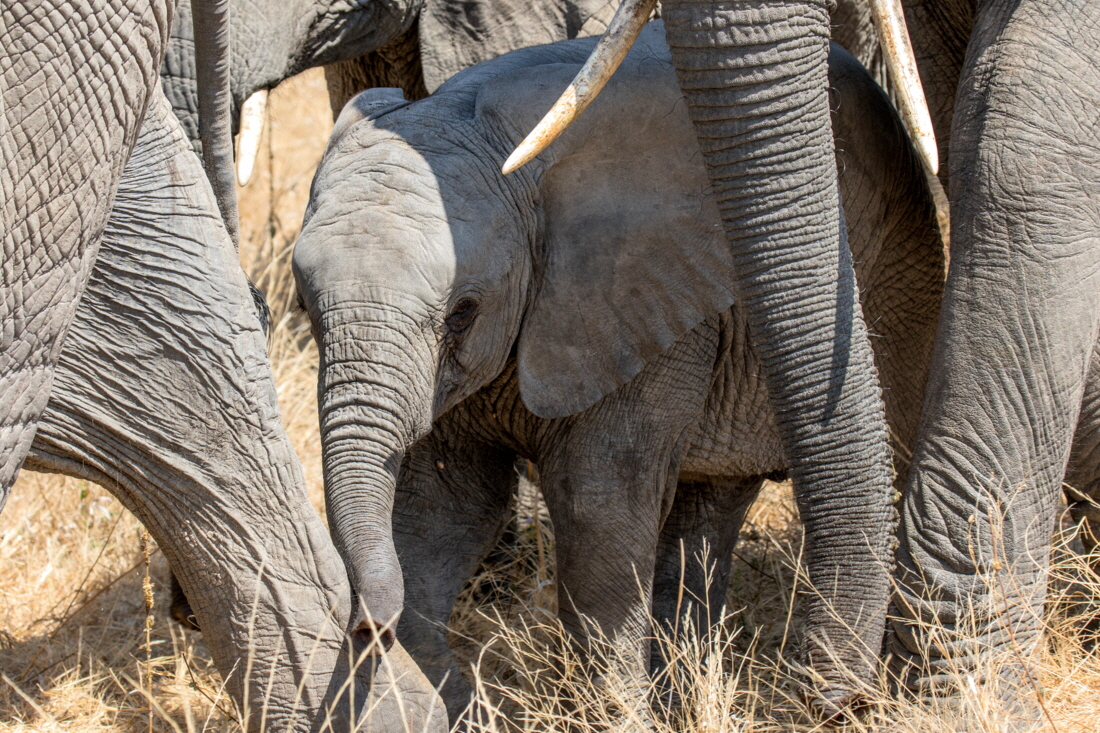 Ruaha Elefanten 