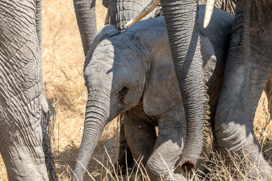 Elefantenfamilie Ruaha 