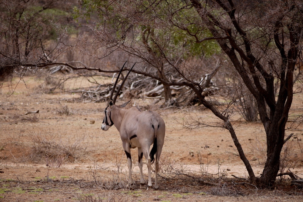 Oryx