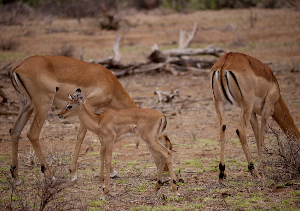 Impala