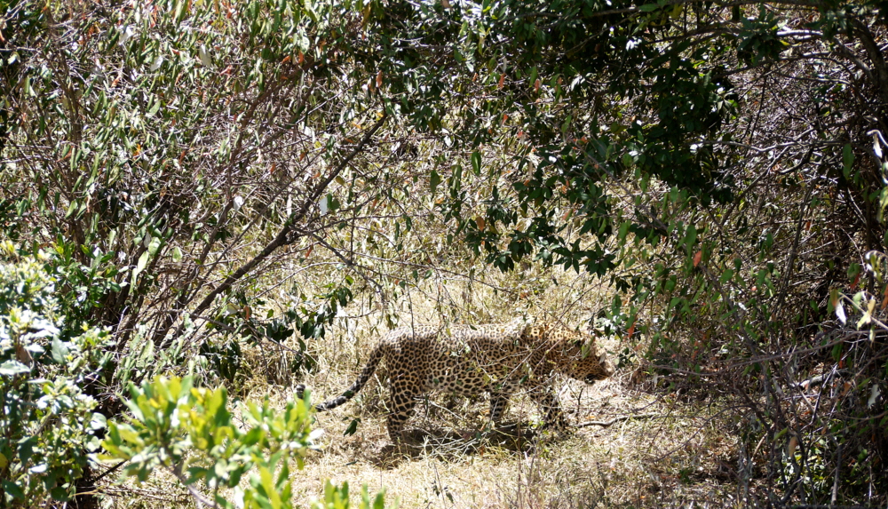 Leopard beim Elephant pepper camp 