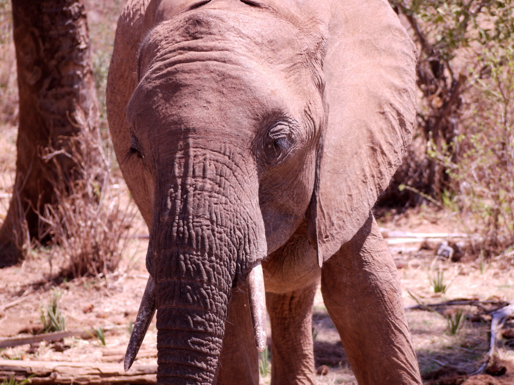 Elephant Watch Camp Samburu