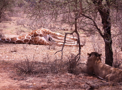 Flug- Safari Kenia Buchen